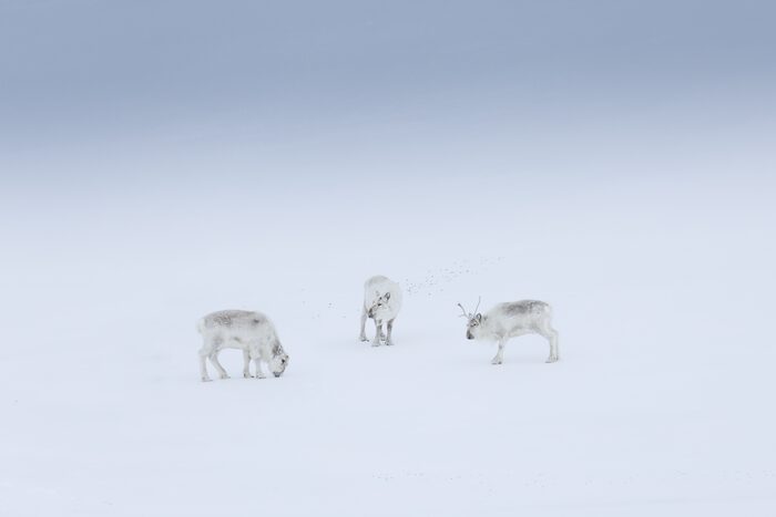 Reindeer, Svalbard, Norway