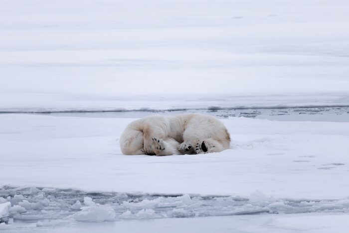 Sleeping polar bear, Svalbard, Norway