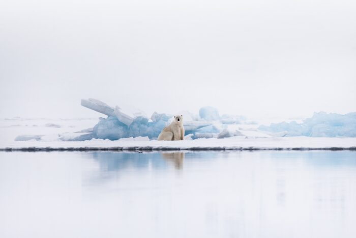 Polar bear, Svalbard, Norway