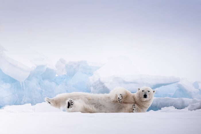 Polar bear, Svalbard, Norway