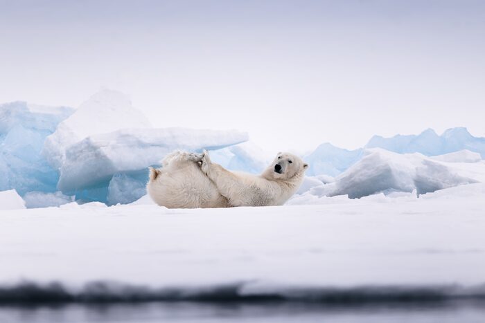 Polar bear, Svalbard, Norway