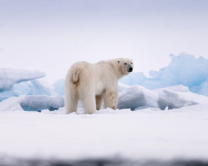 Polar bear, Svalbard, Norway