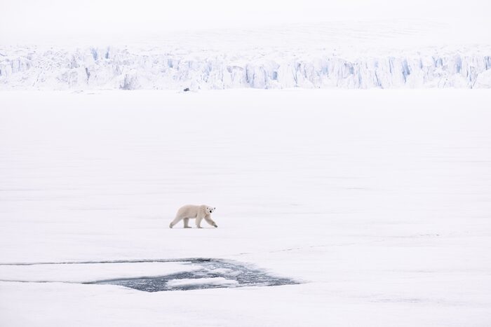 Polar bear, Svalbard, Norway