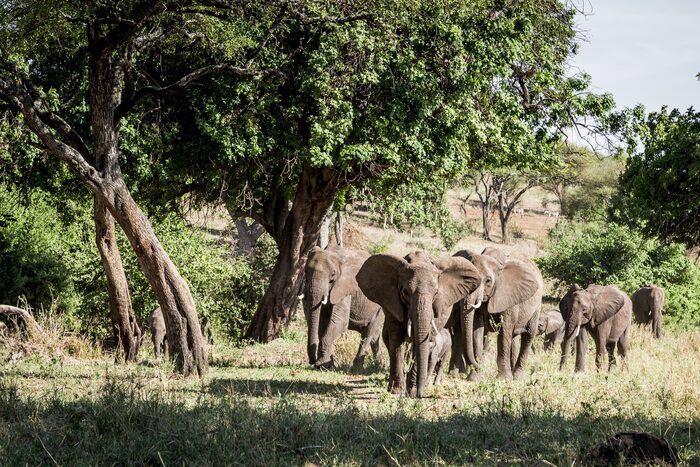 Elephants, Safari