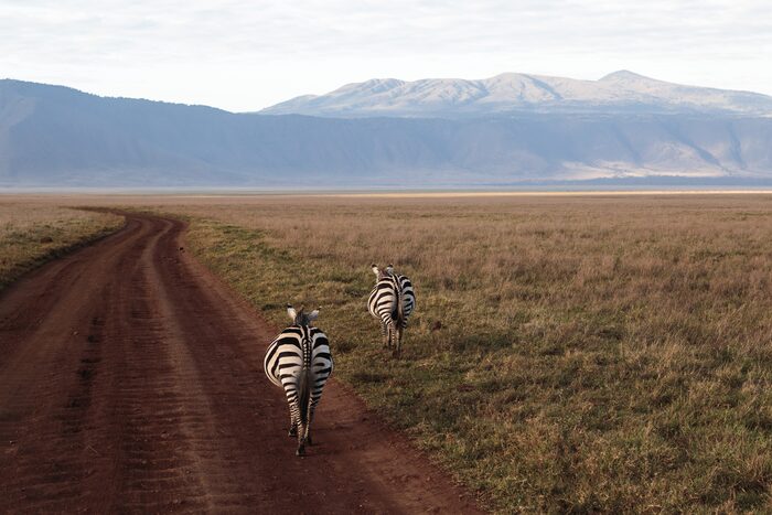 Zebras, Safari