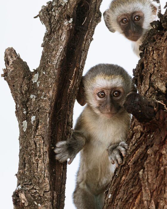 Vervet monkeys, Safari