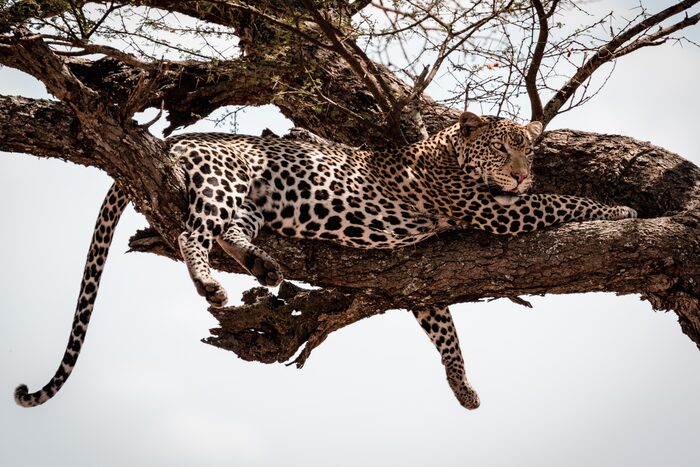 Leopard, Safari