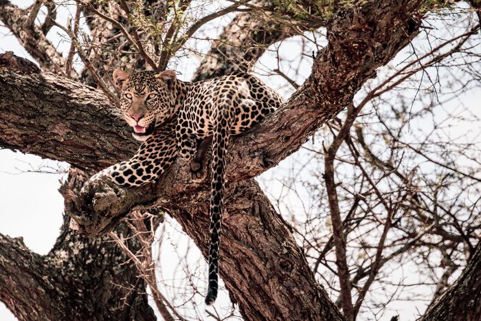 Leopard, Safari