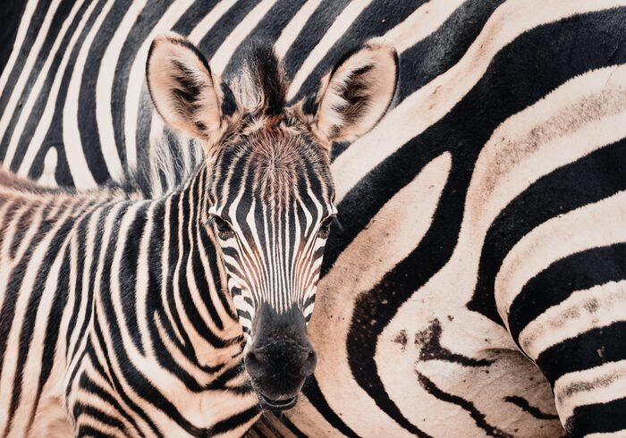 Zebras, Safari