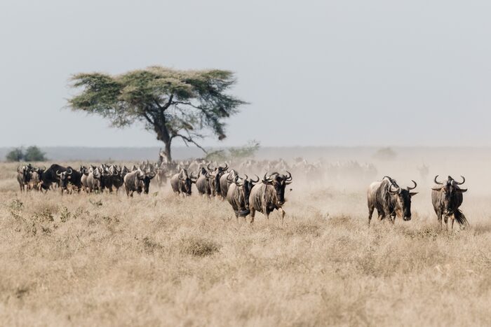 Wildebeest, Safari