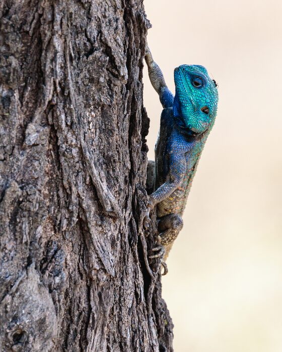 Agama lizard, Safari