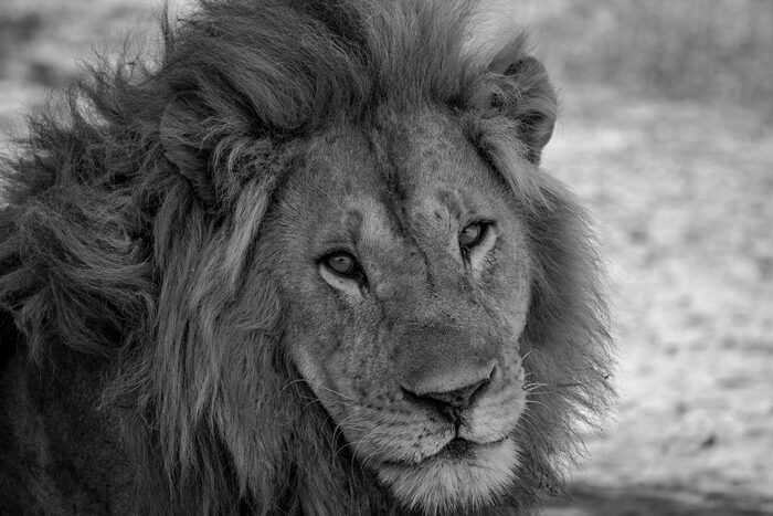 Lion, Safari