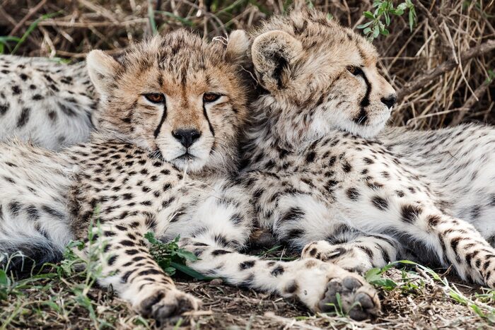 Young cheetahs, Safari