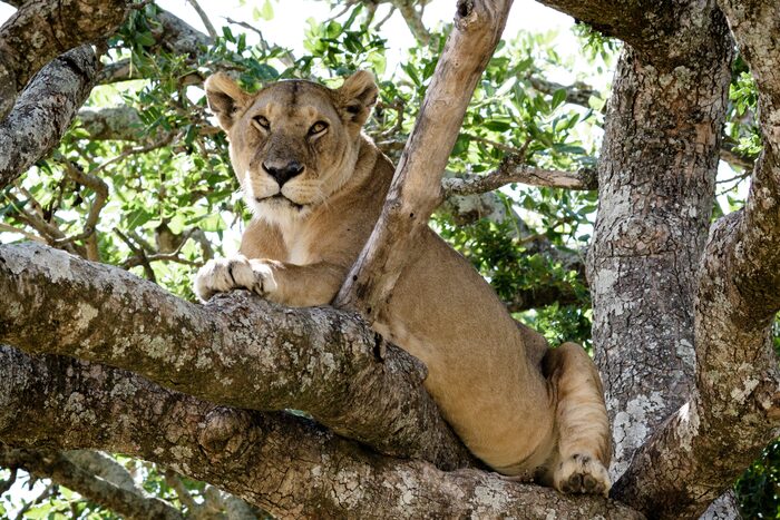 Lioness, Safari