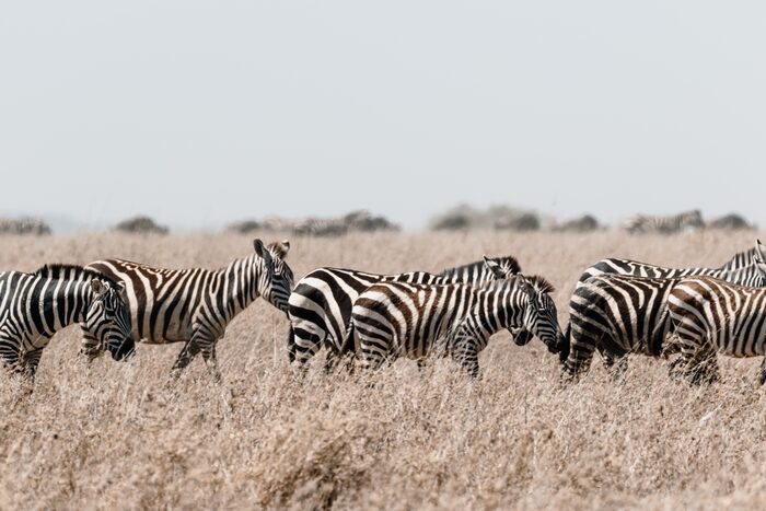 Zebras, Safari
