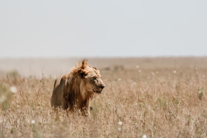 Lion, Safari