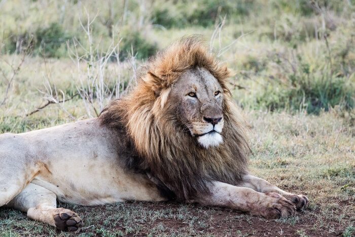 Lion, Safari