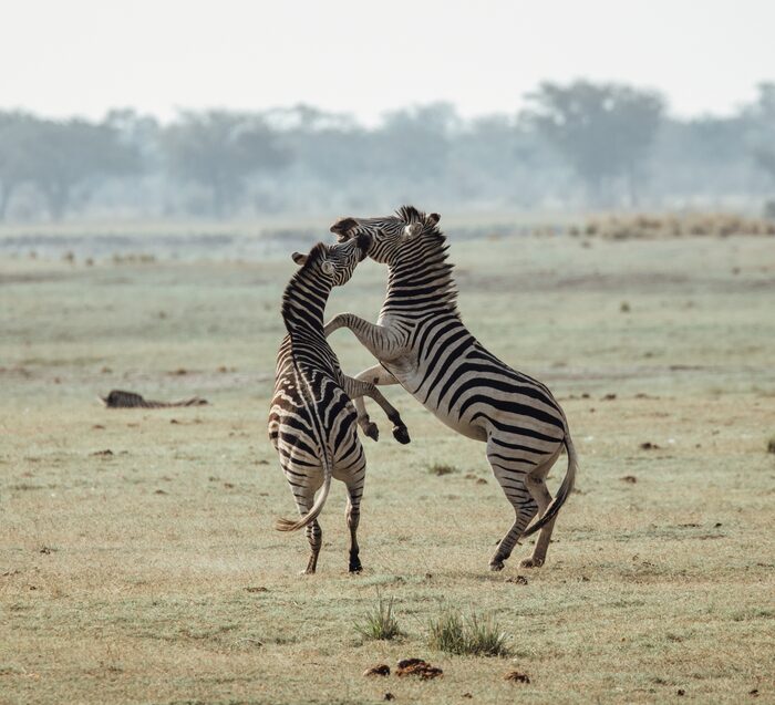Zebras, Safari