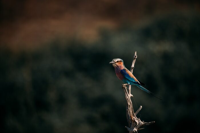 Lilac-breasted roller, Safari