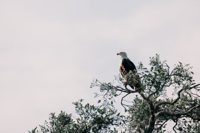 African fish eagle, Safari