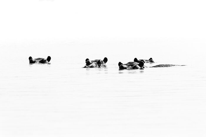 Hippos, Safari