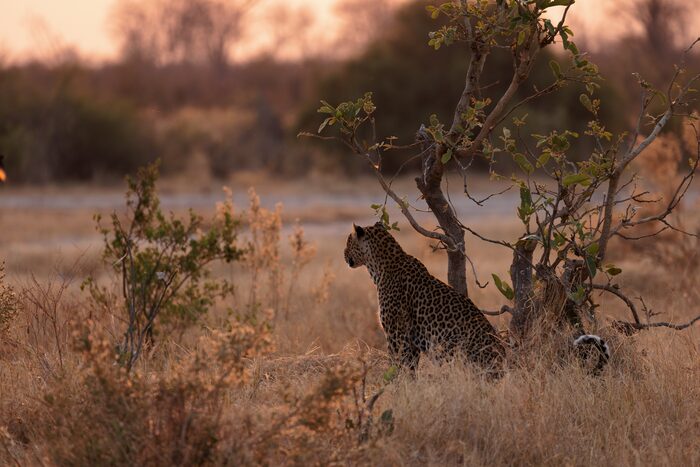 Leopard, Safari