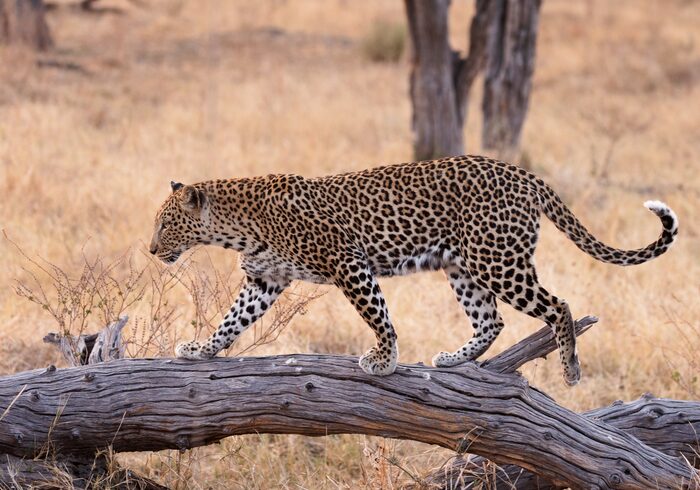 Leopard, Safari
