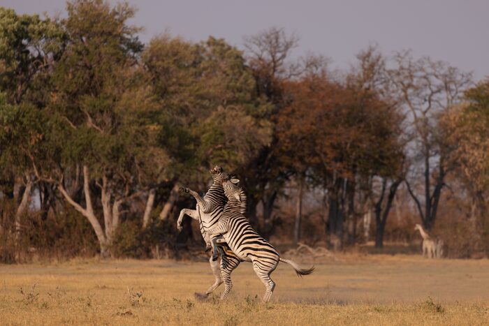 Zebras, Safari