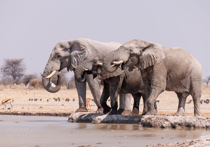 Elephants at the waterhole, Safari