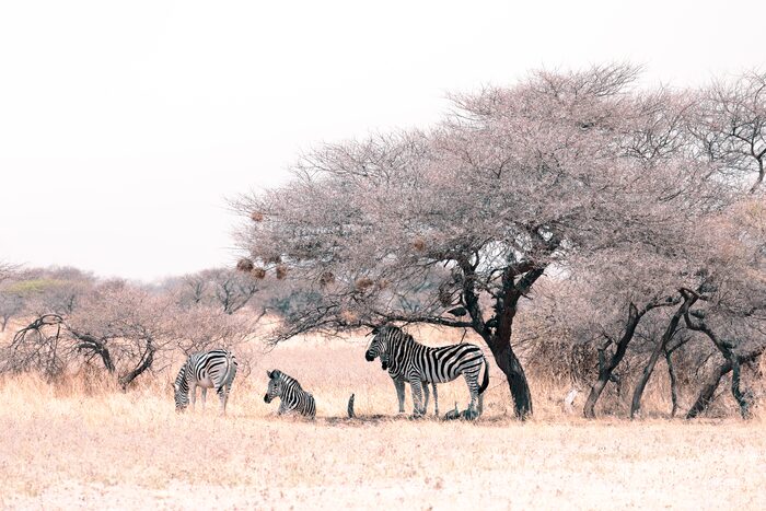 Zebras, Safari