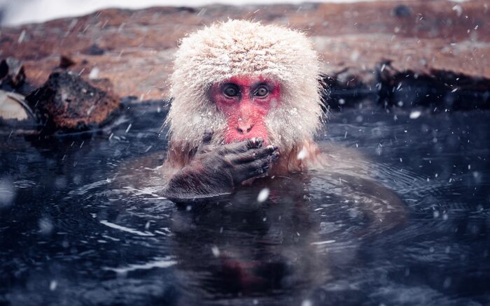 Japanese macaque, Japan