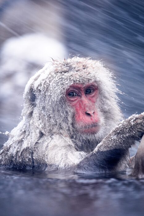 Japanese macaque, Japan