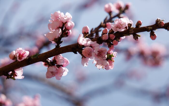 Spring blossoms, Japan