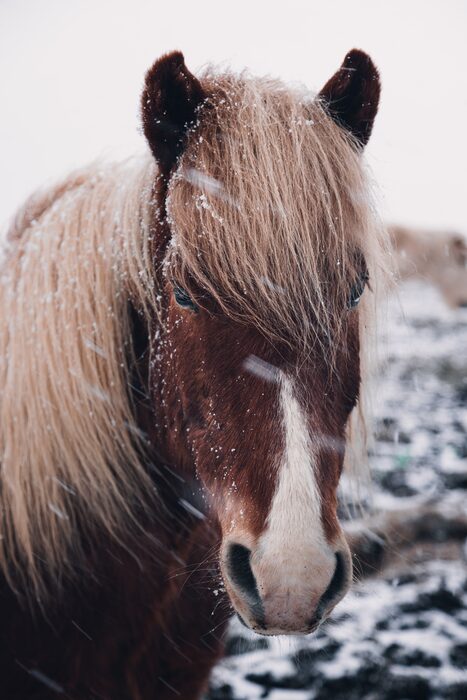 Icelandic horse, Iceland