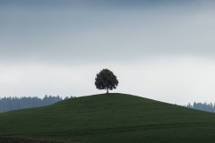 Hirzel